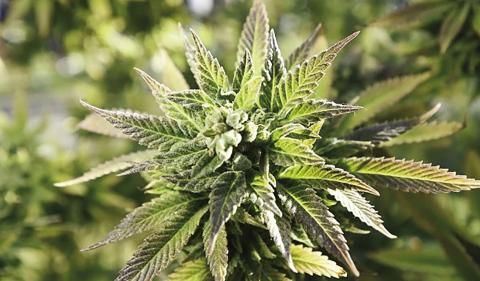 State Moves to Seize Cash From Local Pot Bust