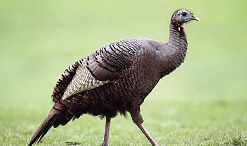 Turkey Research Underway