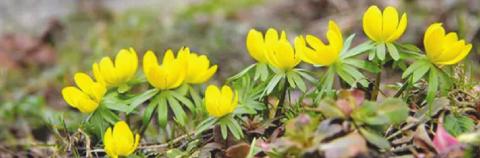 December Gardening Tips