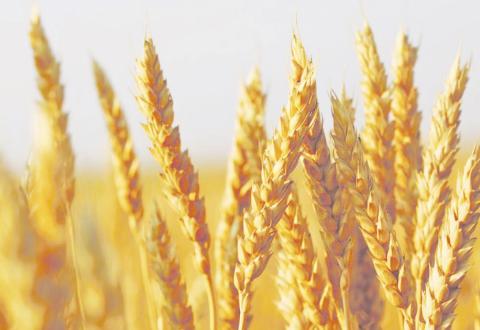 State Grain Cash Bid Prices