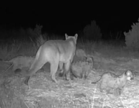 An adult mountain lion with three kittens was photographed in Oklahoma's Cimarron County in December 2024. The image was captured on a trail camera installed by the private landowner and later shared with the Wildlife Department.