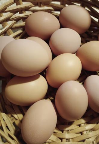 High Prices Are Eggs-asperating
