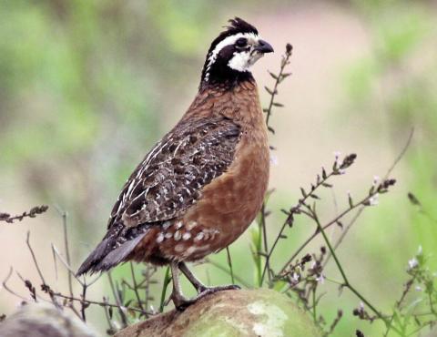 Quail Coalition Donates to Wildlife Conservation