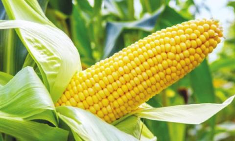 Oklahoma Corn Looking Good But Still in Need of Crop Management
