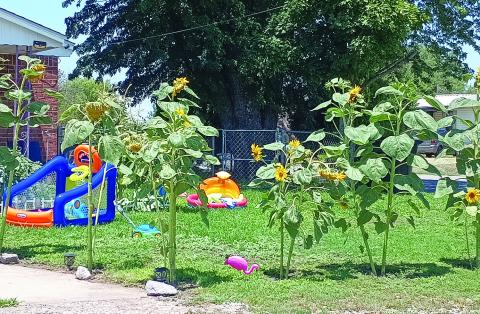 This Watonga yard is full of summer colors and fun, from the wading pool to the pink flamingos, all surrounded by summer’s trademark, the sunflower. It is enjoyed nearly every afternoon by the youngster who lives here.