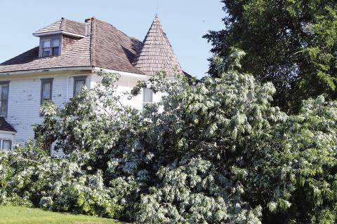 Communications, Trees Casualties of Storm