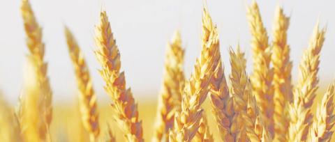 Oklahoma State Grain Cash Bid Prices