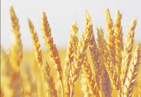 	State Grain Cash Bid Prices
