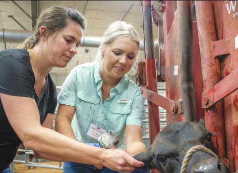 Zoe Heath places an ear tag in a calf’s ear with the supervision of OSU Extension specialist Dana Zook. Heath and her husband run a cow-calf operation in Roosevelt, Oklahoma. (Photo by Todd Johnson, OSU Agricultural Communications Services)
