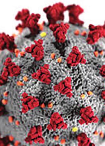 Weekly Coronavirus Updates