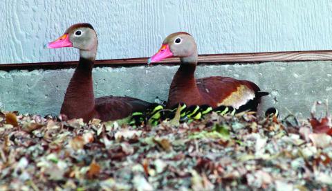 They’ve Got Their Ducks in a Row