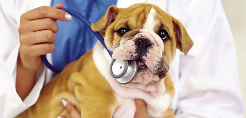 Calumet Shots Clinic Arranged